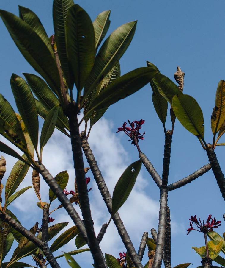 Hotel Vegano Bona Espero Alto Paraíso de Goiás Esterno foto